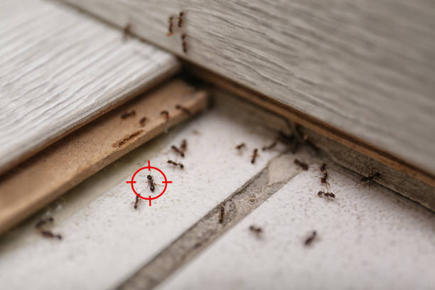 Best Bed Bug Extermination  in Rossville, TN