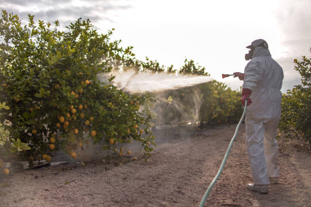 Trusted Rossville, TN Pest Control Experts