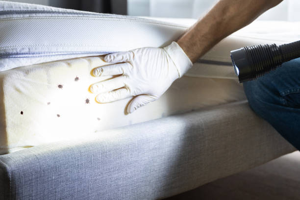 Best Affordable Exterminators  in Rossville, TN