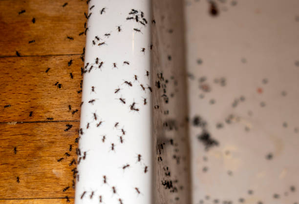 Best Termite Control Services  in Rossville, TN