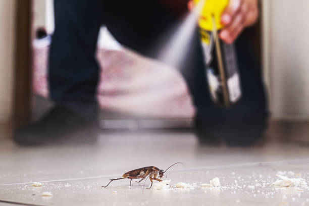 Best Emergency Pest Control  in Rossville, TN