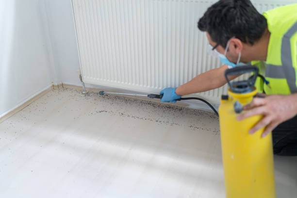 Flea Control Services in Rossville, TN