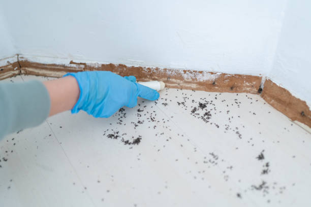 Best Cockroach Control Services  in Rossville, TN